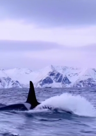 男主他是仿生人